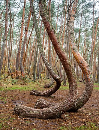 Crooked Forest (Gryfino County)